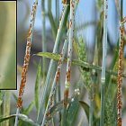 Пшеничным полям угрожает «стеблевая ржавчина»