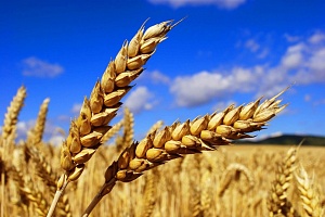 В США подсчитали объемы производства пшеницы в России