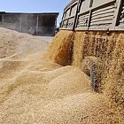 В Ставрополье появится завод по переработке пшеницы