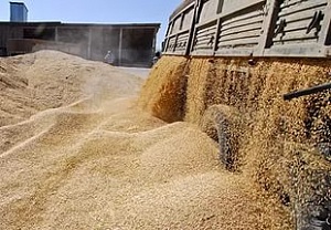 В Ставрополье появится завод по переработке пшеницы