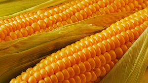 В 2016 году Россия будет наращивать производство кукурузы