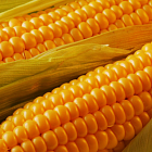 В 2016 году Россия будет наращивать производство кукурузы