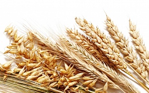 В Австралии испытают ГМО пшеницу и ячмень