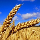В США подсчитали объемы производства пшеницы в России