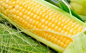 Немного о пользе кукурузы