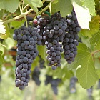 Государство профинансирует виноградники